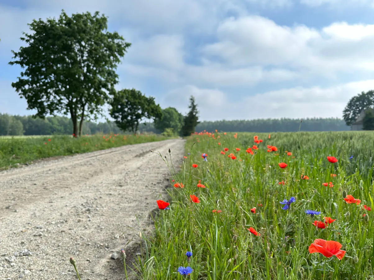 Walory przyrodnicze i rekreacyjne - Sołectwo Budziszewko